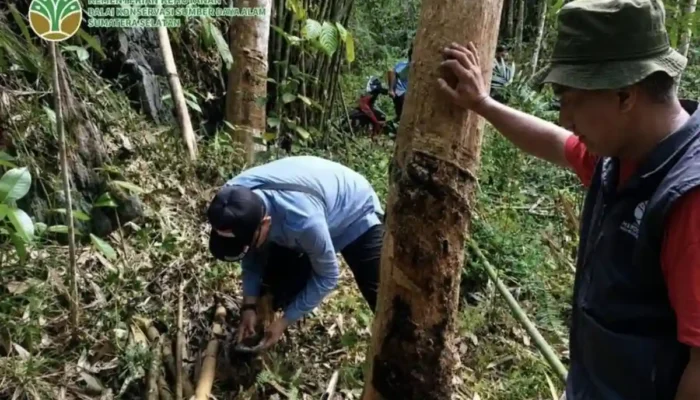 BKSDA Telusuri Jejak Satwa Liar di Muratara, Dugaan Harimau Belum Terbukti