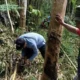 BKSDA Telusuri Jejak Satwa Liar di Muratara, Dugaan Harimau Belum Terbukti