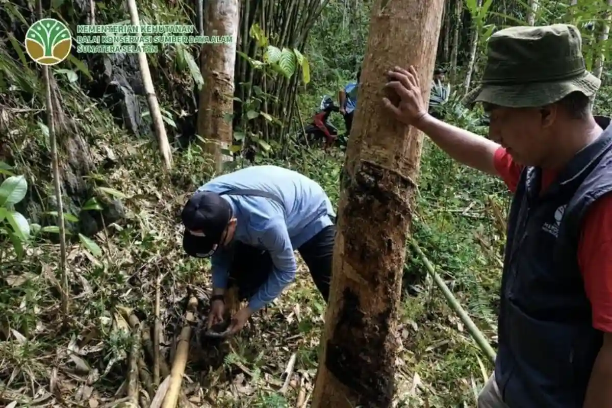 BKSDA Telusuri Jejak Satwa Liar di Muratara, Dugaan Harimau Belum Terbukti