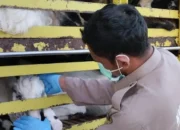 Cegah Ancaman Biosekuriti, Karantina Sumatera Selatan Perketat Pengawasan Spesies Asing Invasif