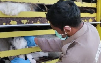 Cegah Ancaman Biosekuriti, Karantina Sumatera Selatan Perketat Pengawasan Spesies Asing Invasif