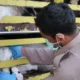 Cegah Ancaman Biosekuriti, Karantina Sumatera Selatan Perketat Pengawasan Spesies Asing Invasif