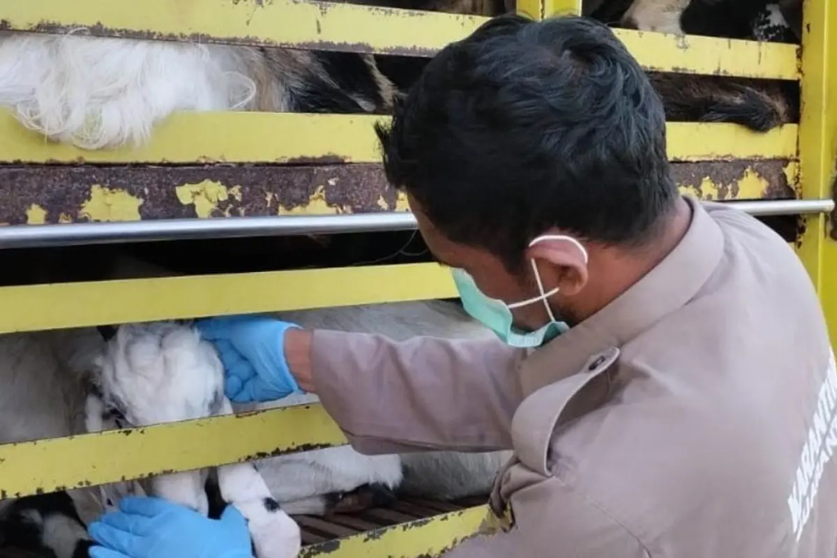 Cegah Ancaman Biosekuriti, Karantina Sumatera Selatan Perketat Pengawasan Spesies Asing Invasif