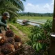 Saat Sawah Berhenti, Kebun Menopang Napas Petani OKU