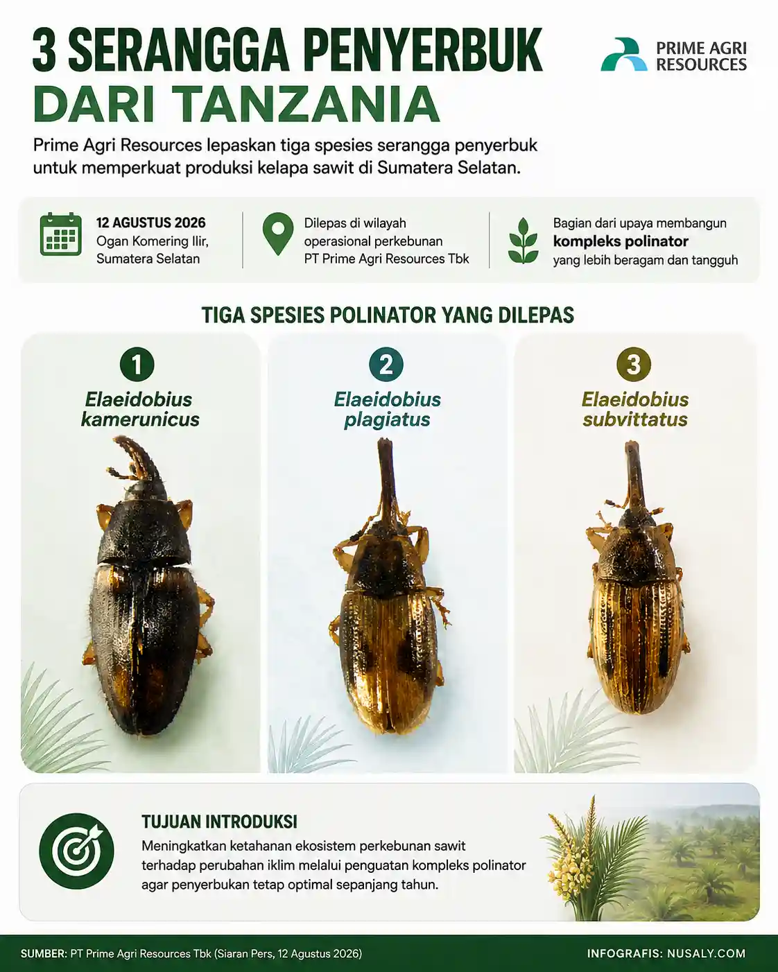 3 Serangga Penyerbuk dari Tanzania