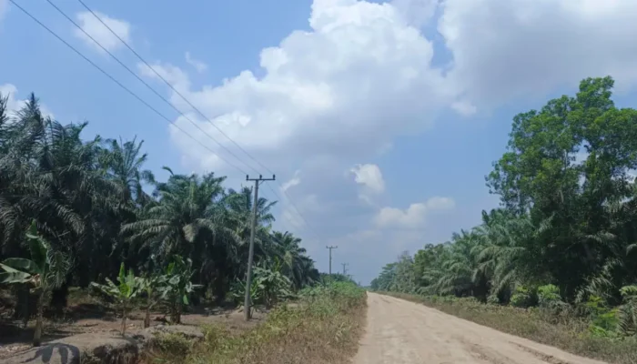 Jaringan kabel listrik tegangan menengah milik PLN membentang di sepanjang jalan desa di Kecamatan Air Sugihan.