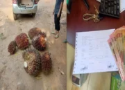 Nekat Curi Sawit PT Wall Demi Rokok, Pria di OKU Diciduk Polisi