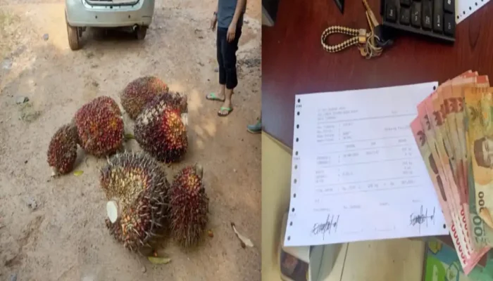 Nekat Curi Sawit PT Wall Demi Rokok, Pria di OKU Diciduk Polisi