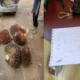 Nekat Curi Sawit PT Wall Demi Rokok, Pria di OKU Diciduk Polisi