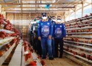 Perkuat Ketahanan Pangan, 10 Desa di Bayung Lencir Keroyokan Kelola Peternakan Ayam dan Budidaya Patin