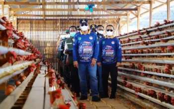 Perkuat Ketahanan Pangan, 10 Desa di Bayung Lencir Keroyokan Kelola Peternakan Ayam dan Budidaya Patin