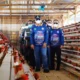 Perkuat Ketahanan Pangan, 10 Desa di Bayung Lencir Keroyokan Kelola Peternakan Ayam dan Budidaya Patin