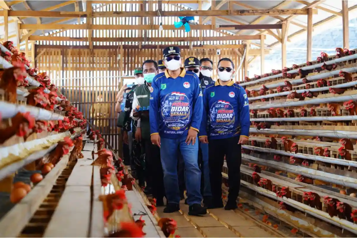 Perkuat Ketahanan Pangan, 10 Desa di Bayung Lencir Keroyokan Kelola Peternakan Ayam dan Budidaya Patin