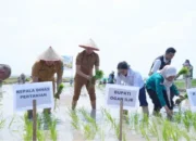 Strategi Bupati Panca Wijaya Akbar Mengawal Ketahanan Pangan Ogan Ilir dari Ancaman El Nino