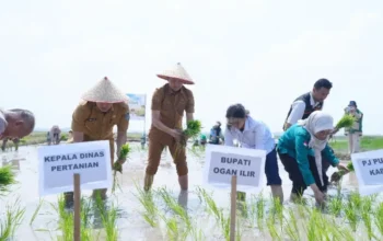 Strategi Bupati Panca Wijaya Akbar Mengawal Ketahanan Pangan Ogan Ilir dari Ancaman El Nino