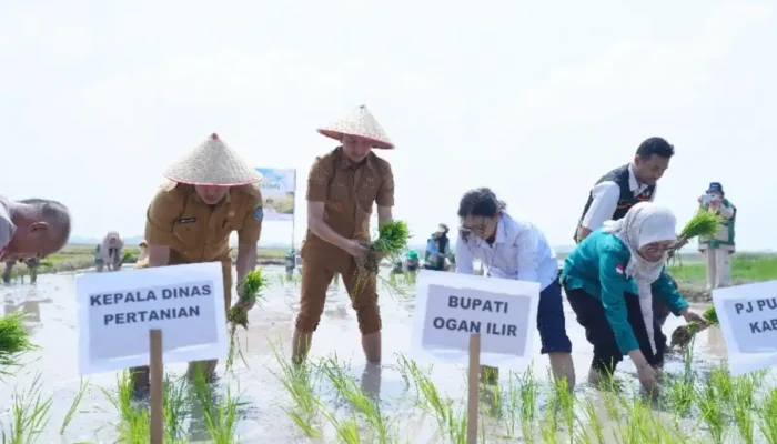 Strategi Bupati Panca Wijaya Akbar Mengawal Ketahanan Pangan Ogan Ilir dari Ancaman El Nino