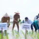 Strategi Bupati Panca Wijaya Akbar Mengawal Ketahanan Pangan Ogan Ilir dari Ancaman El Nino