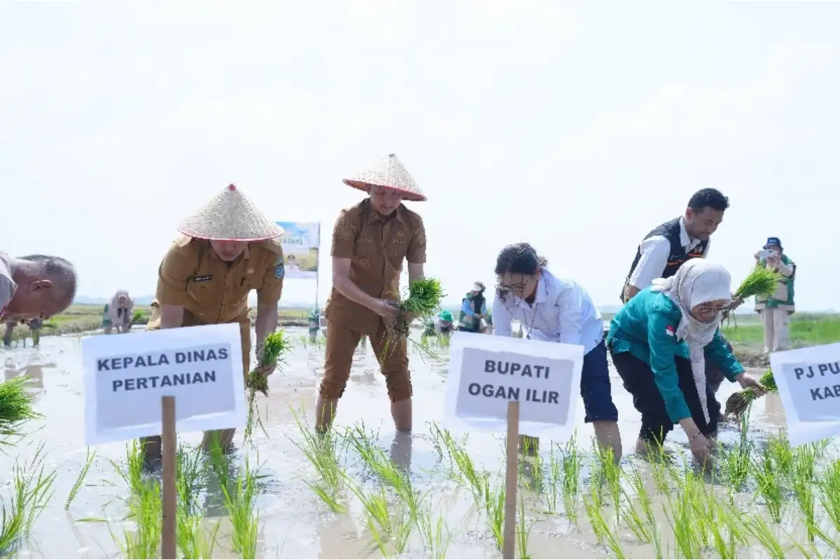 Strategi Bupati Panca Wijaya Akbar Mengawal Ketahanan Pangan Ogan Ilir dari Ancaman El Nino